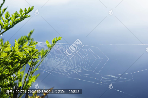 蜘蛛網(wǎng)