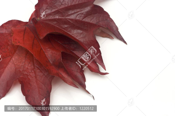 美麗的紅色葉子的分離和提純