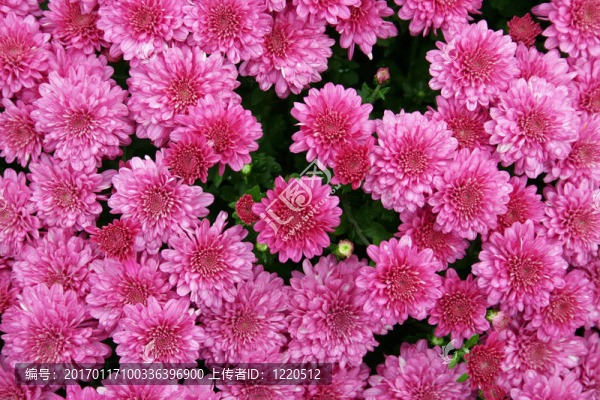 粉紅色的菊花