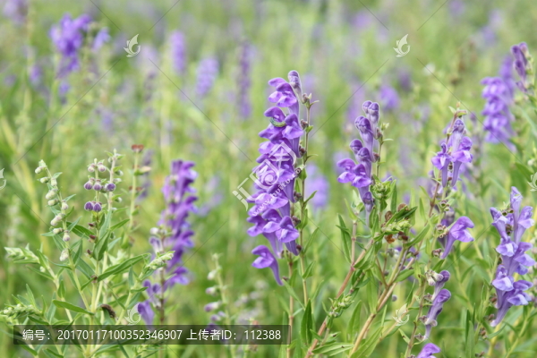 紫花,花,花卉,植物,花園,紫