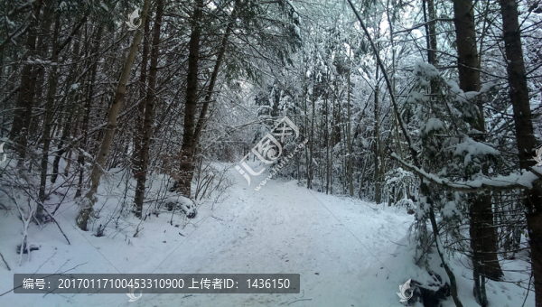 下雪的樹林
