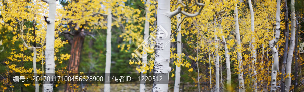 白楊全景