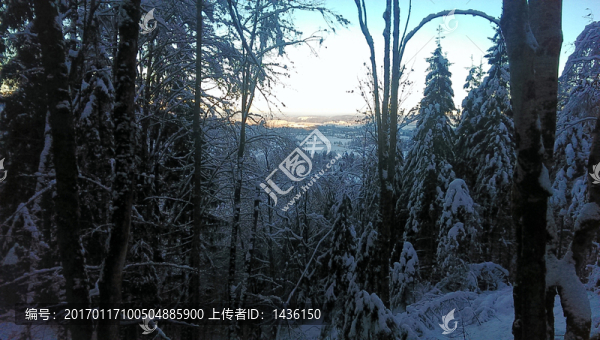 森林積雪