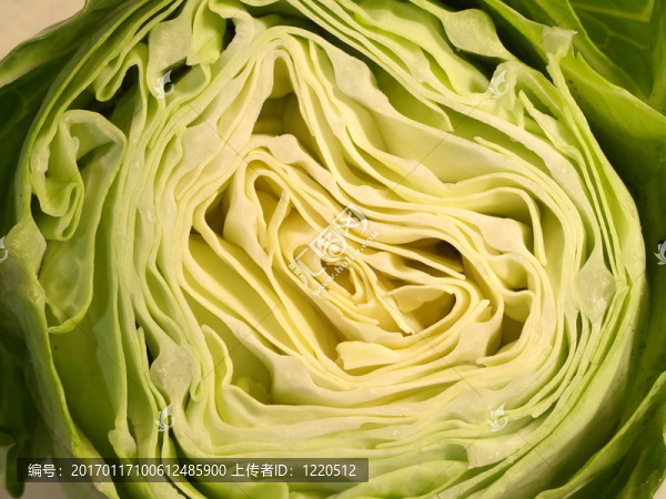 白菜頭