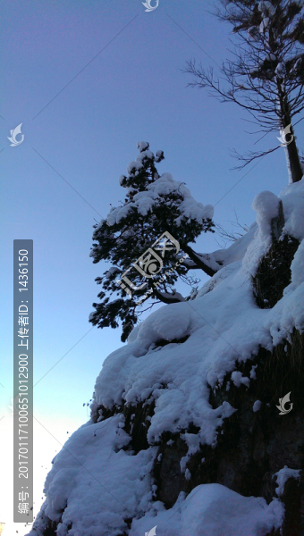 雪地松樹