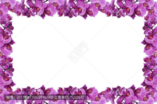 蘭花