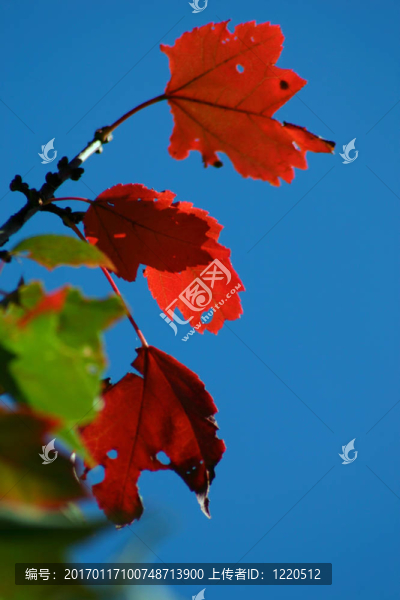 紅色的樹葉特寫