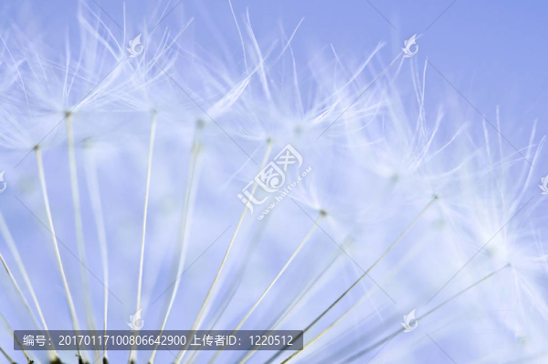 蒲公英