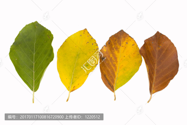 山毛櫸的葉子