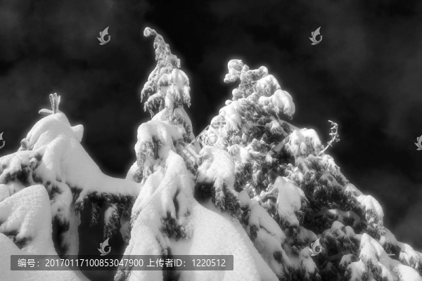 雪樹BW