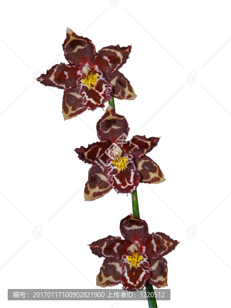 三蘭花