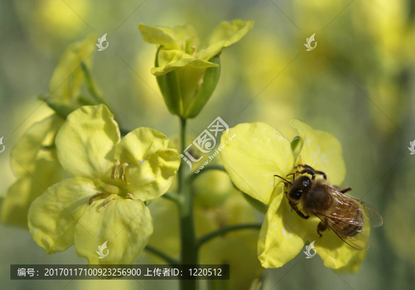 黃色的工人蜜蜂