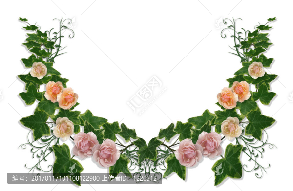常春藤和玫瑰的花緣
