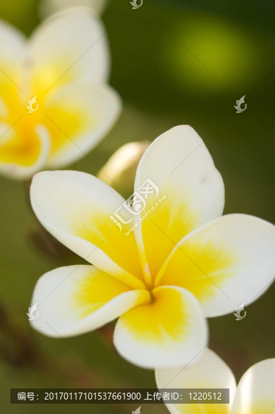 黃色的雞蛋花