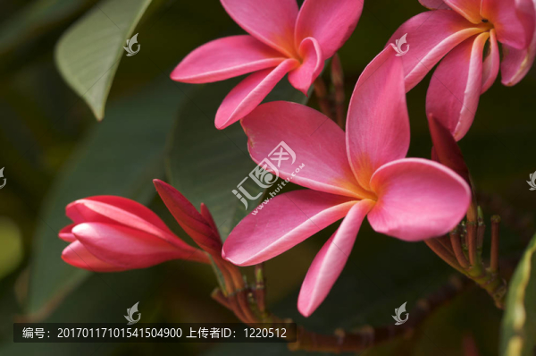 粉紅色的雞蛋花