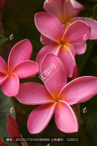 粉紅色的雞蛋花