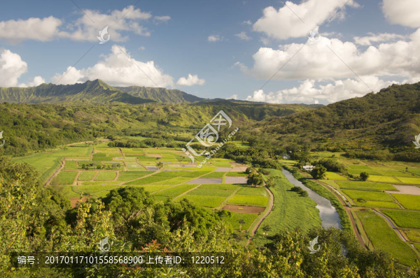 哈納雷山谷和Taro,Fields