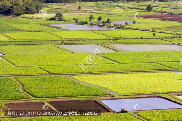 哈納雷山谷和Taro,Fields