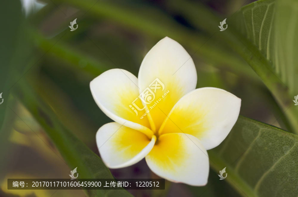 黃色的雞蛋花