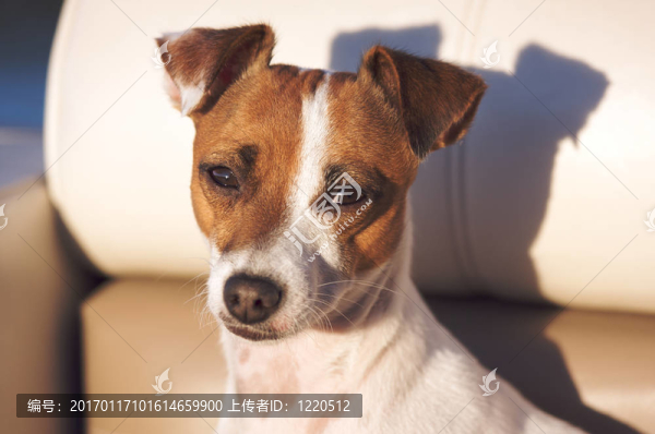 杰克羅素梗犬的肖像