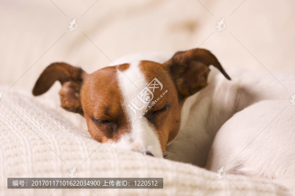 熟睡中的杰克羅素梗