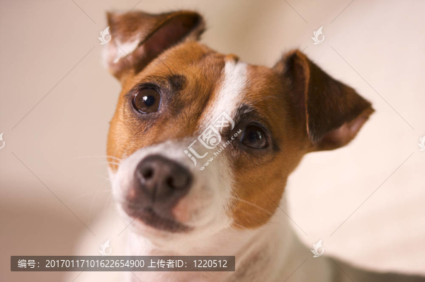 杰克羅素梗犬的肖像