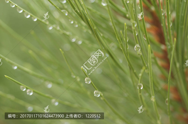 松樹上的水滴