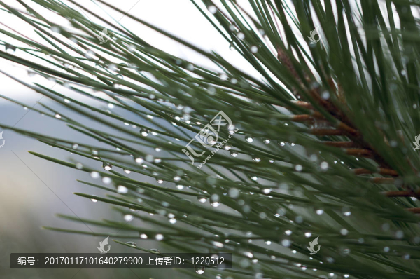 針上滴
