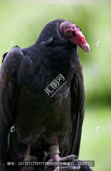 土耳其禿鷹-匯圖網(wǎng) www.fosd68.com 土耳其禿鷹