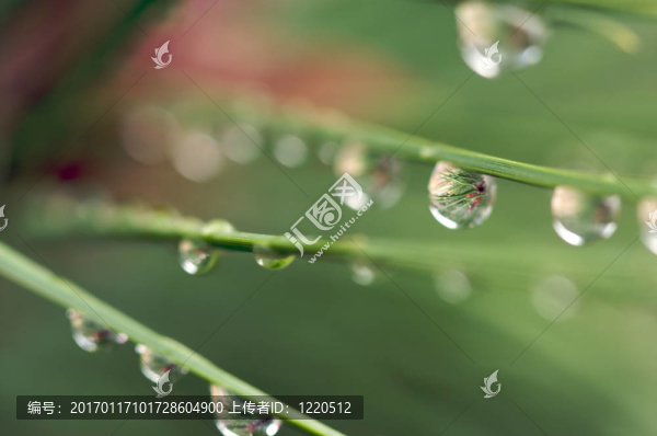 松樹上的大水滴