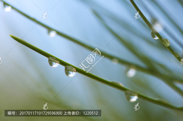 松樹上的水滴