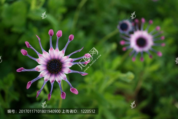 非洲雛菊-南非萬壽菊