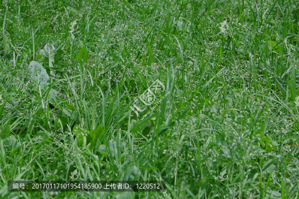 天然綠色的草