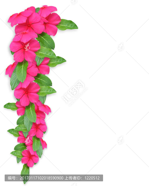 長(zhǎng)春粉紅色的邀請(qǐng)
