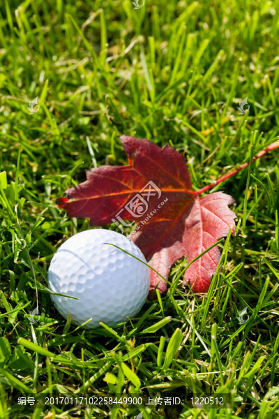 Golf,Ball和草