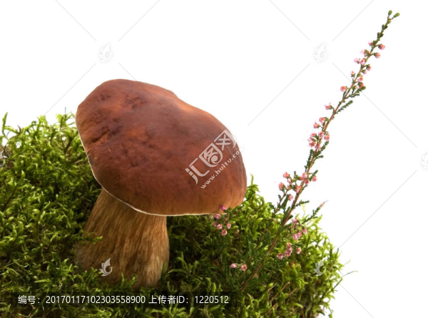 蘑菇；苔蘚和希瑟白色隔離