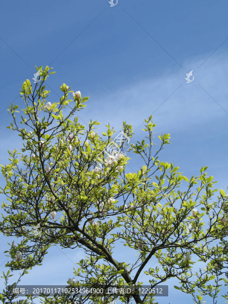 開(kāi)花的樹(shù)