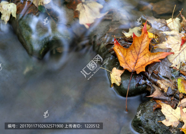 橙葉與溪流