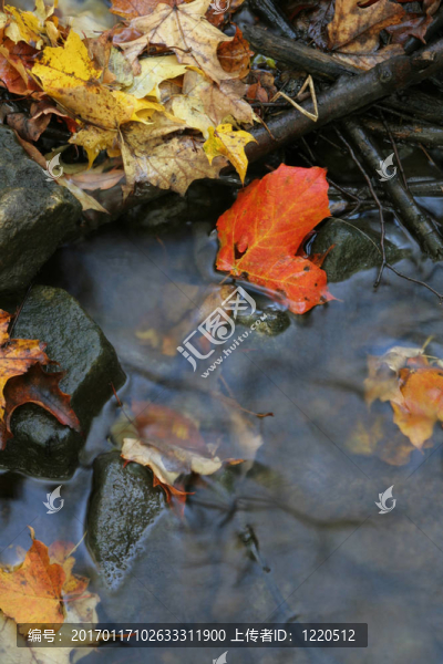 溪流中的紅色楓葉
