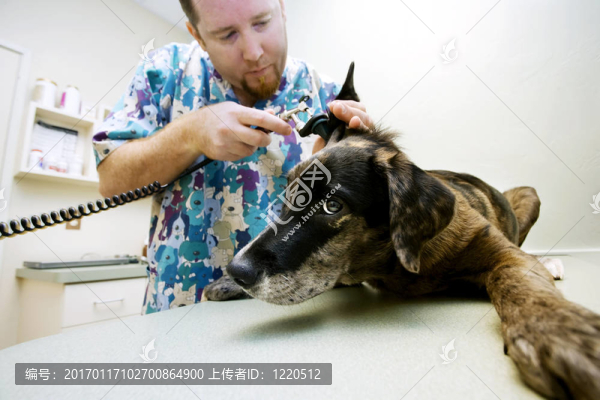 獸醫(yī)檢查