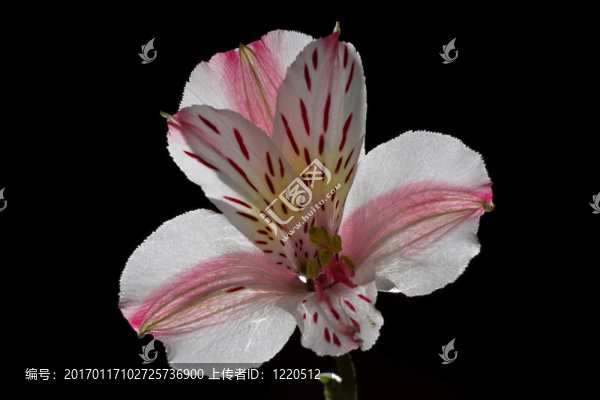 光下的花。