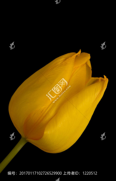 漂亮的花
