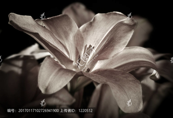 當時的花