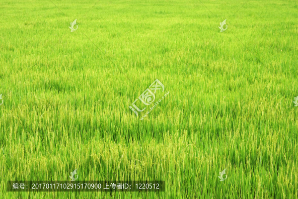 稻田