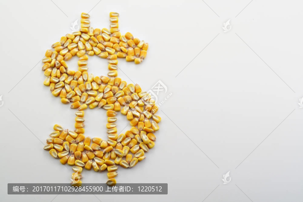 現(xiàn)金玉米作物