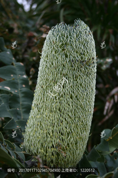 牛山龍眼（Banksia,grandis）