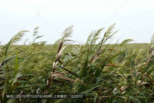 海燕麥