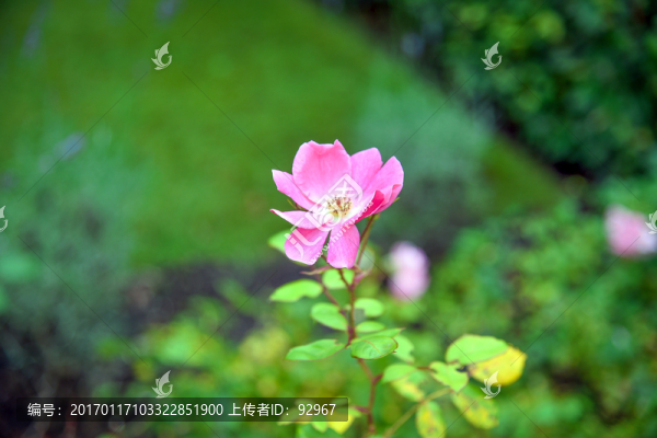 荷蘭鮮花植物
