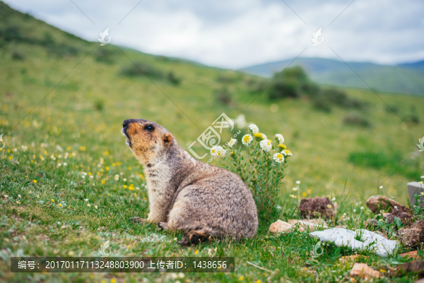 旱獺