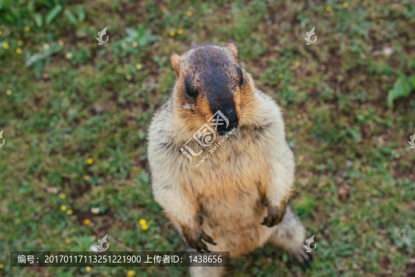 旱獺